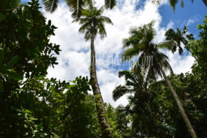 Ferns Growing on Palm Trees Jardin Botanique Horaire Tahiti