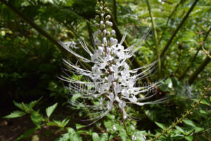 Jardin Botanique Horaire Tahiti White Flower